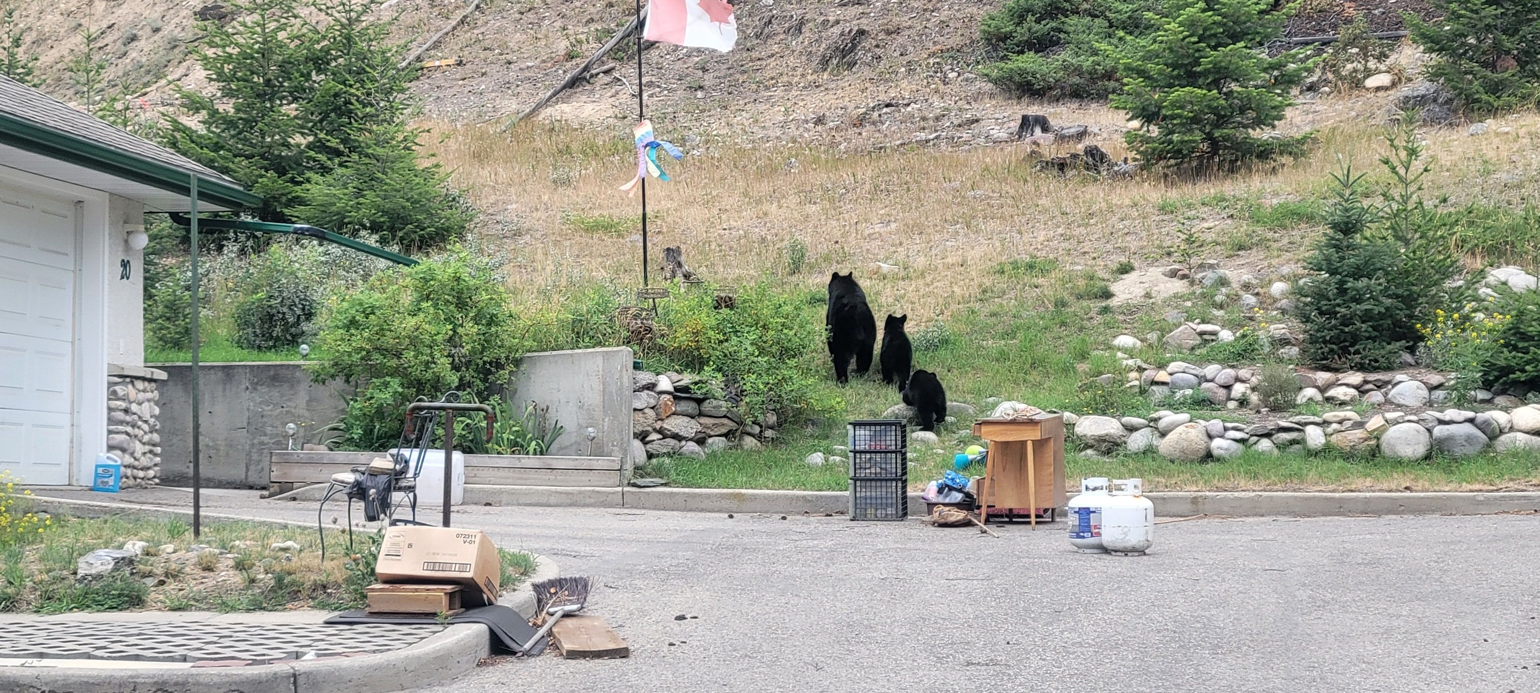 bear family